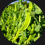 SNOW PEAS ORGANIC