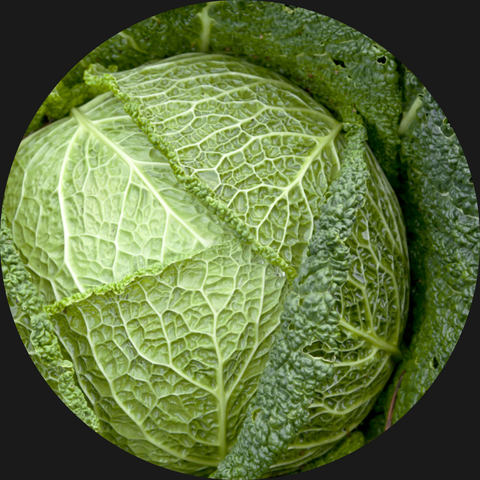 CABBAGE GREEN ORGANIC WHOLE OR HALF