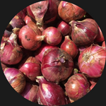 ONION RED ORGANIC