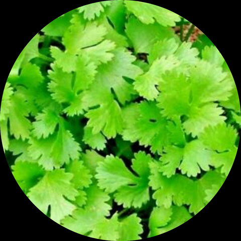 HERB CORIANDER ORGANIC PER BUNCH