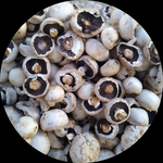 MUSHROOMS PER PUNNET