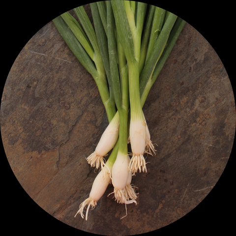 SPRING ONIONS ORGANIC  PER BUNCH