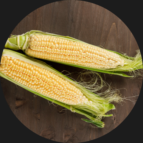 CORN SWEET BIODYNAMIC  PER COB