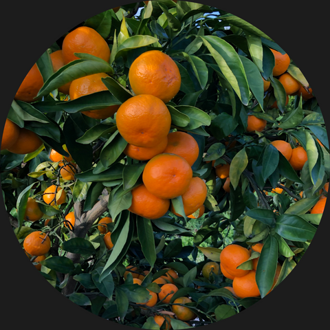 MANDARINS ORGANIC