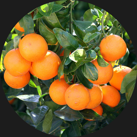 ORANGES ORGANIC