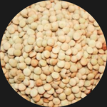 GREEN LENTIL