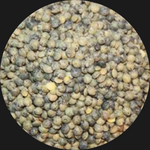 FRENCH LENTIL