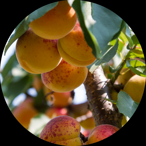 APRICOTS ORGANIC