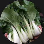 BOK CHOI  ORGANIC