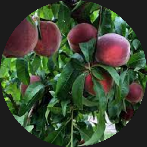 PEACHES WHITE ORGANIC