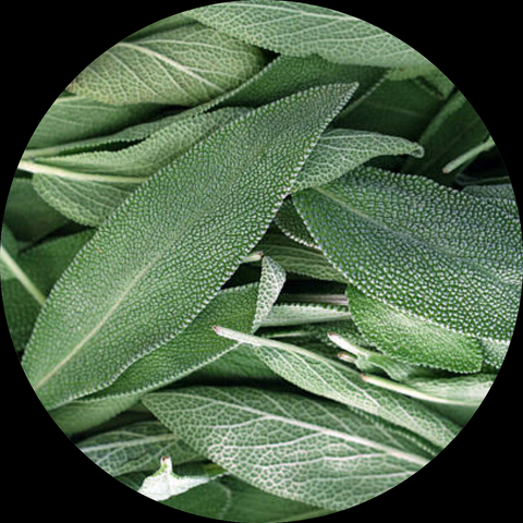 HERB SAGE ORGANICPER BUNCH.